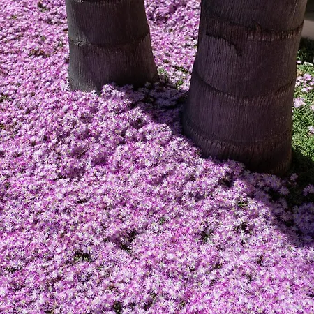 Domus Japigia Alojamento de Acomodação e Pequeno-almoço