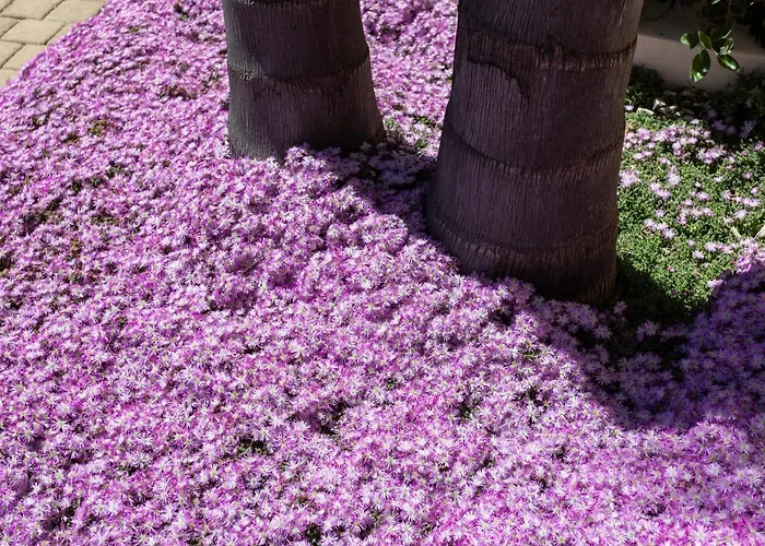 Domus Japigia Bed & Breakfast